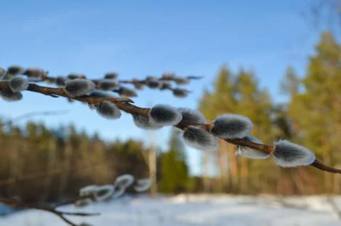 Willow branch Stock Photos