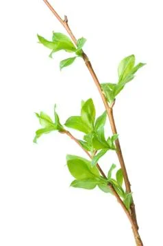 Willow branch Stock Photos