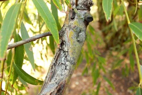 Willow branch Foto stock