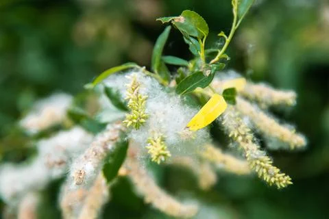 Willow branch Stock Photos