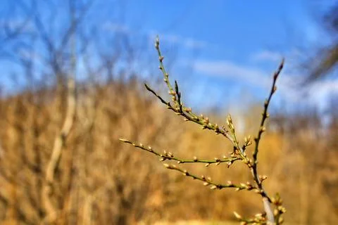 Willow branch Stock Photos