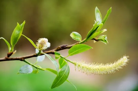 Willow branch with several buds, leafs, blur background. Stock Photos