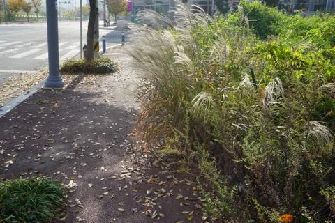 A willow branch by the side of the road. Foto stock