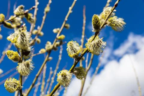 Willow branch sky background Stock Photos