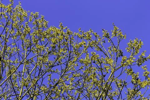 Willow branch at spring Stock Photos