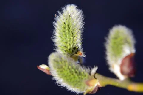 Willow branch spring time background. Spring backdrop, abstract blurred back  Stock Photos