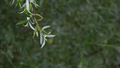 Willow Branch Swaying Gently in the Wind - 4K Slow Motion Nature Shot Stock-Footage 336623595