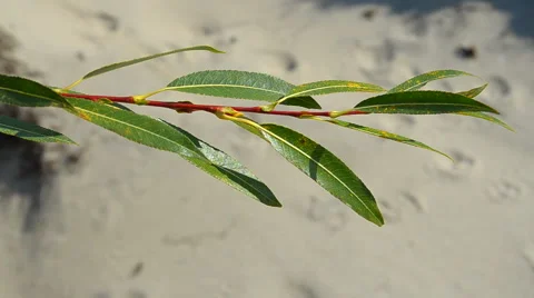 Willow branch swaying in the wind Video stock 43218737