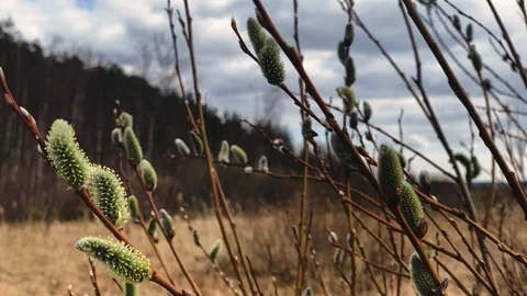 Willow branch swaying in the wind in the foreground Stock Footage 106718759