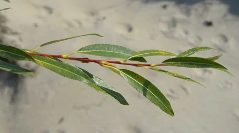 Willow branch sways in the wind Video stock 42877914
