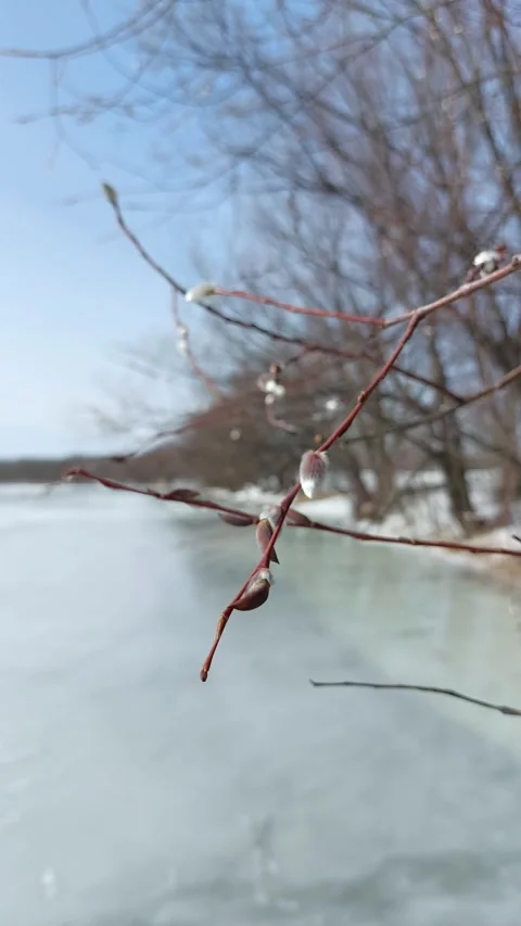 A willow branch sways in the wind Stock Footage 270118059