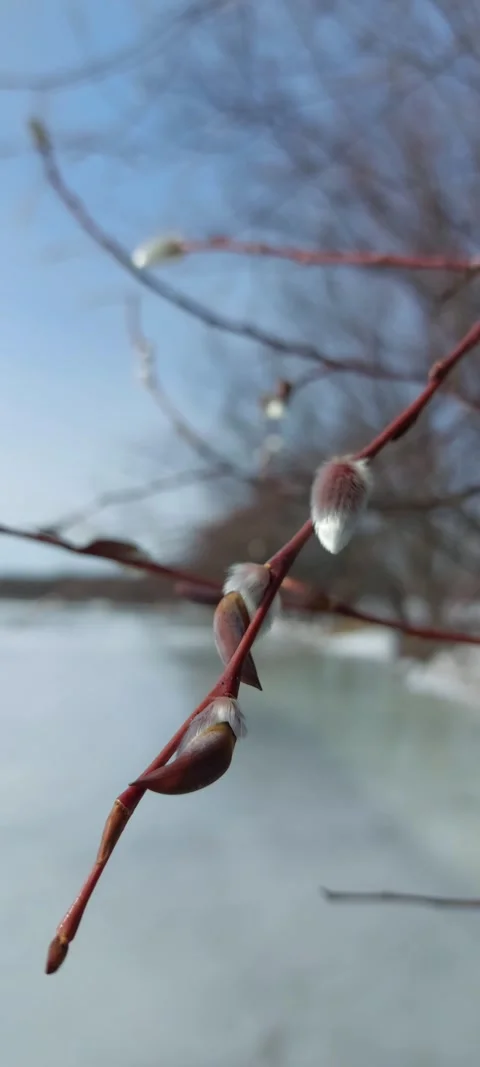 A willow branch sways in the wind Stock Footage 270121076