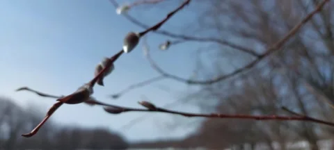 A willow branch sways in the wind Stock Footage 270833119