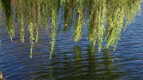 The willow branch sways in the wind over the water Видео 61165283