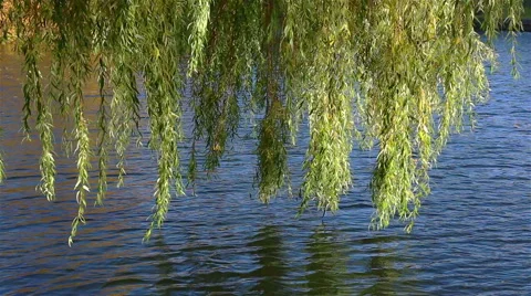 The willow branch sways in the wind over the water Stock Footage 62341905
