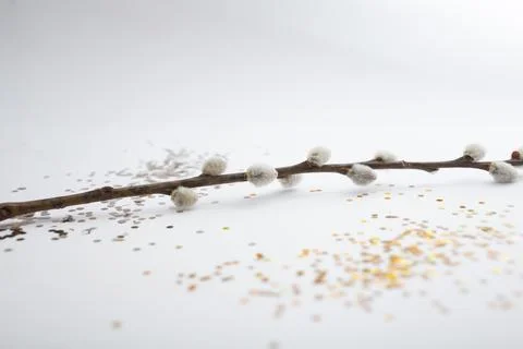 Willow branch on white background Stock Photos