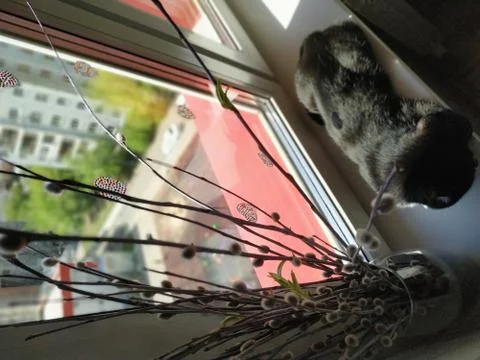 Willow branches and cat  Stock Photos
