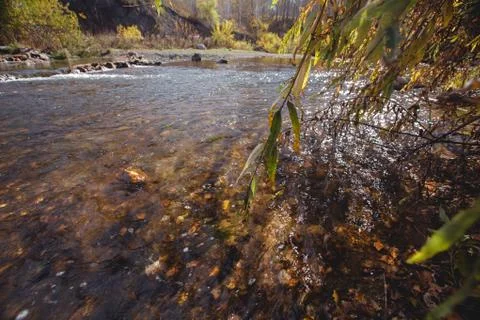Willow branches and a fast river. Clear mountain river water Stock Photos