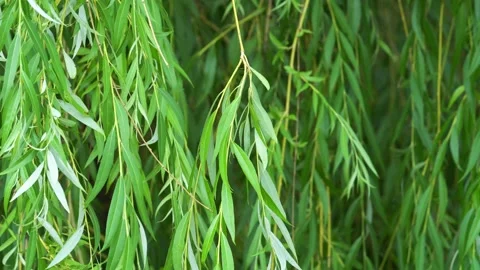 Willow branches and leaves close up in move Vidéo 134258332