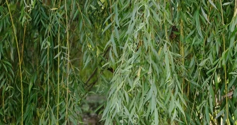 Willow branches and leaves Stock Footage 133723515