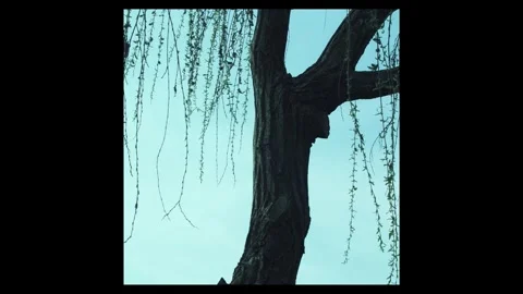 Willow branches and leaves moving lazy by the wind Stock Footage 296599191