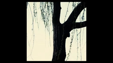 Willow branches and leaves moving lazy by the wind Stock Footage 296599200