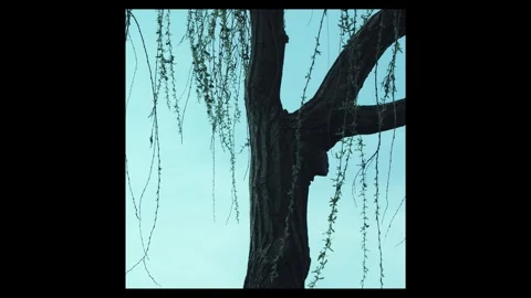 Willow branches and leaves moving lazy by the wind Stock Footage 296599203