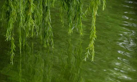 The willow branches are reflected in the green water of the river. 스톡 사진