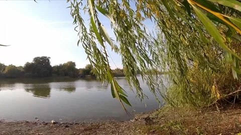 Willow branches are swaying in the wind. There is a river or lake in the ba.. Stock-Footage 332202198