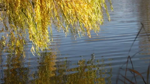 Willow branches with autumn yellow leaves hang over a pond Stock Footage 321442152