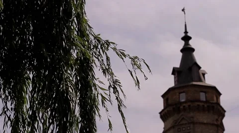 Willow branches beautiful fluttering in the wind against the blue sky. 動画素材 52543106