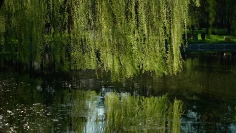 Willow branches bent over water. Concept of beauty of nature. Stock-Footage 276918627