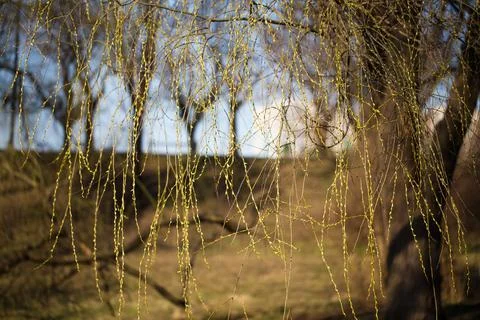 Willow branches with blooming buds. Stock Photos