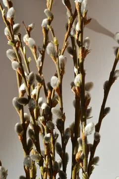 Willow branches blooming in close-up on a pink background. Stock Photos