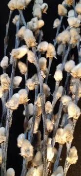 Willow branches with blossoming buds. Stock Photos