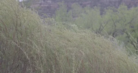 Willow branches blowing in wind with cottonwood background Stock Footage 334484504