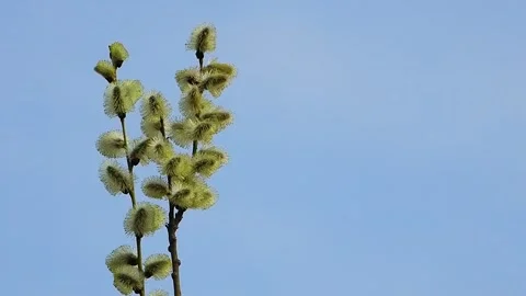 Willow branches on the blue screen Stock Footage 321151057