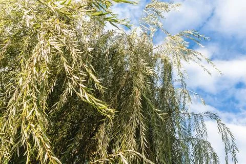 Willow branches on a blue sky background. Shooting willow branches from below Stock Photos