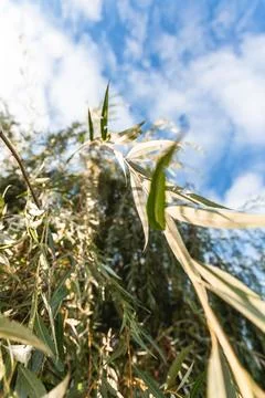 Willow branches on a blue sky background. Shooting willow branches from below Stock Photos