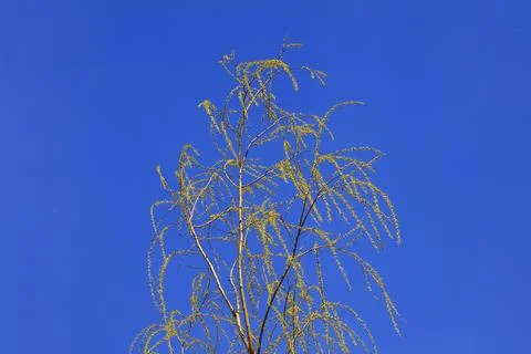 Willow branches in the blue sky background Stock Photos