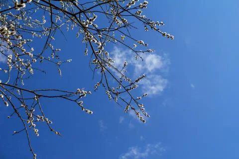 Willow branches, blue sky. Stock Photos