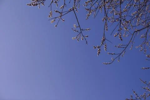 Willow branches, blue sky. Stock Photos