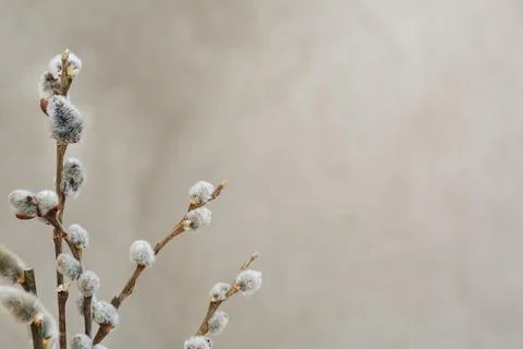 Willow branches branches with catkins Stock Photos