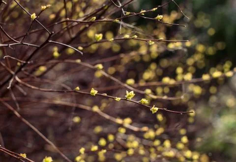 Willow branches with buds blossoming Stock Photos