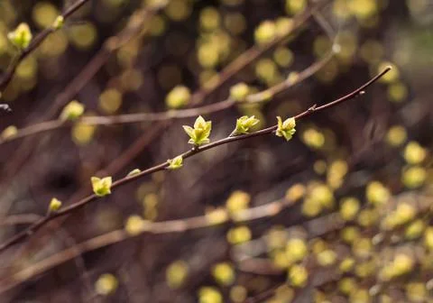 Willow branches with buds blossoming Stock Photos