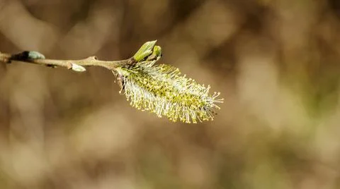 Willow branches with buds. Early spring forest blooms with willow tree flower Photos