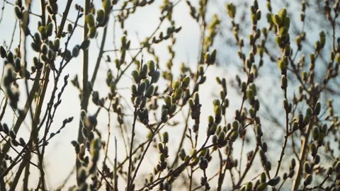 Willow branches. The buds open and turn green. Stock Footage 239993340