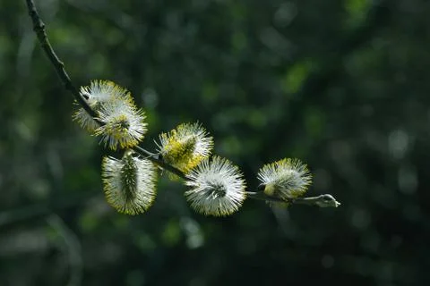 Willow branches with buds in spring day Stock Photos