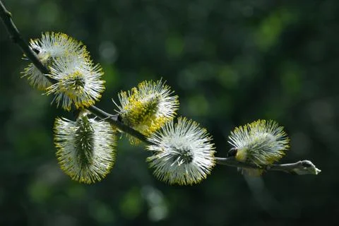 Willow branches with buds in spring day 库存照片