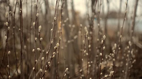 Willow branches with buds swing from the wind Stock Footage 129934929